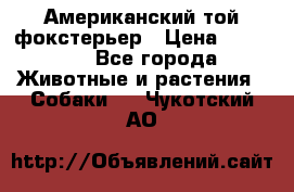 Американский той фокстерьер › Цена ­ 25 000 - Все города Животные и растения » Собаки   . Чукотский АО